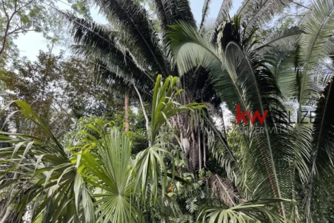 kellerwilliamsbelize-l3001-15