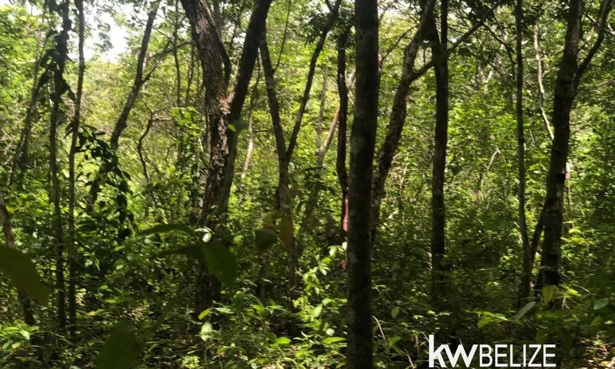 kellerwilliamsbelize-ll032508cc-04
