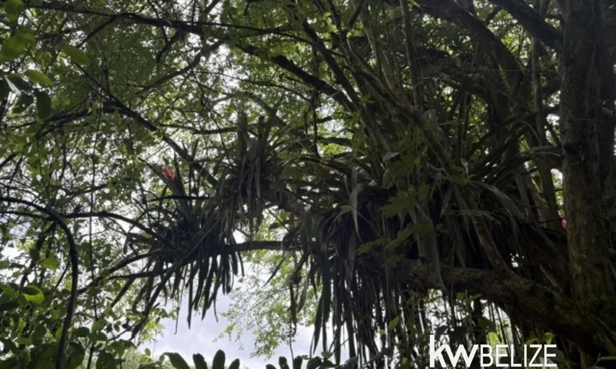 kellerwilliamsbelize-ll082607cr-17