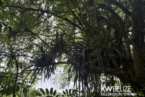 kellerwilliamsbelize-ll082607cr-17