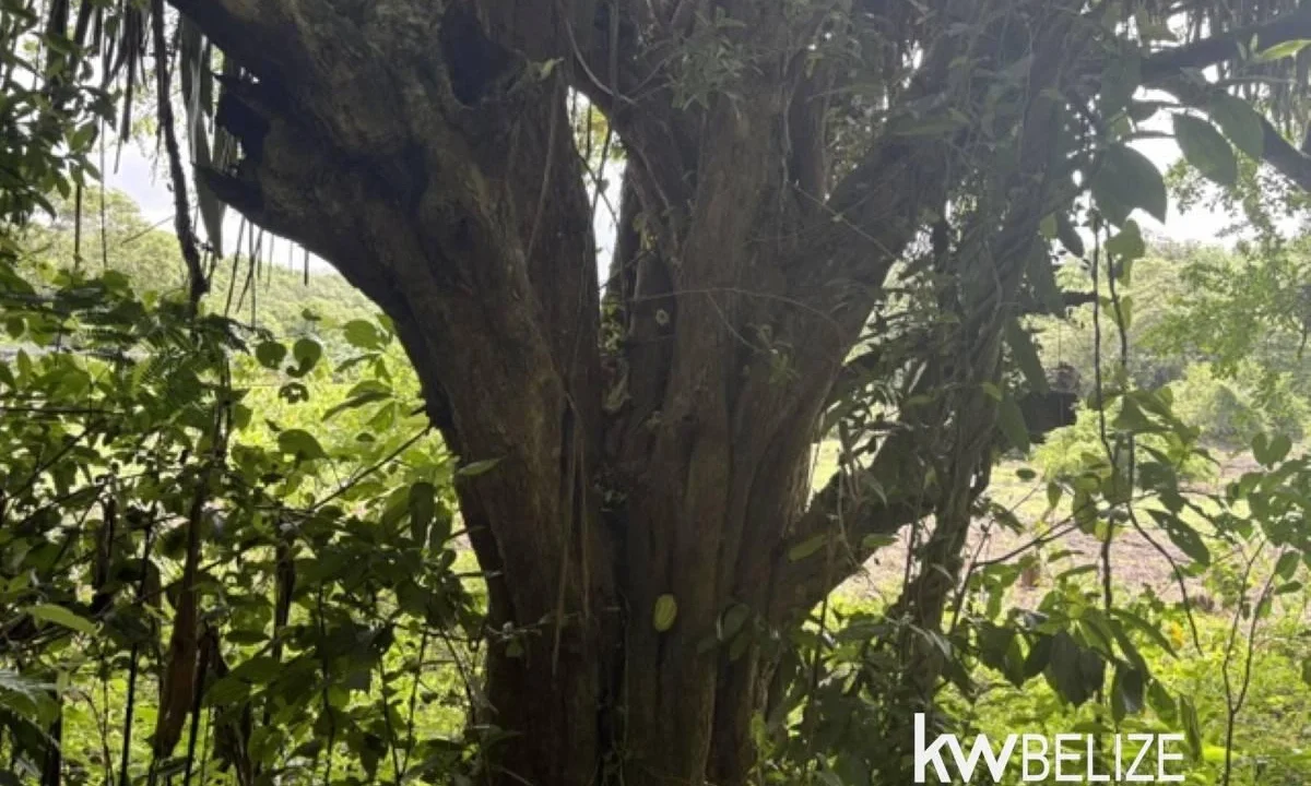kellerwilliamsbelize-ll082607cr-20