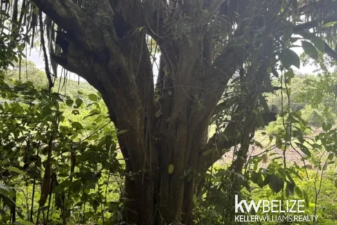 kellerwilliamsbelize-ll082607cr-20