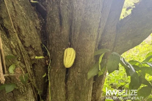 kellerwilliamsbelize-ll082607cr-22