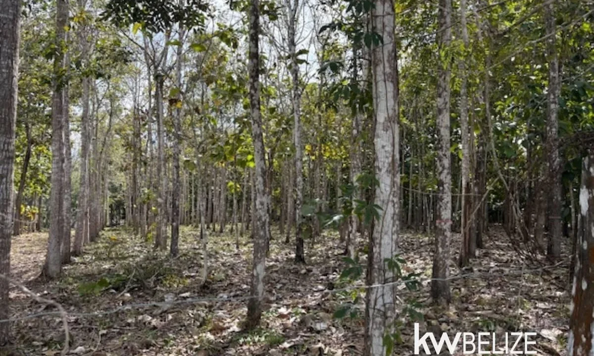 kellerwilliamsbelize-ll172602si-01