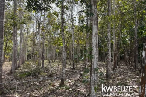 kellerwilliamsbelize-ll172602si-01