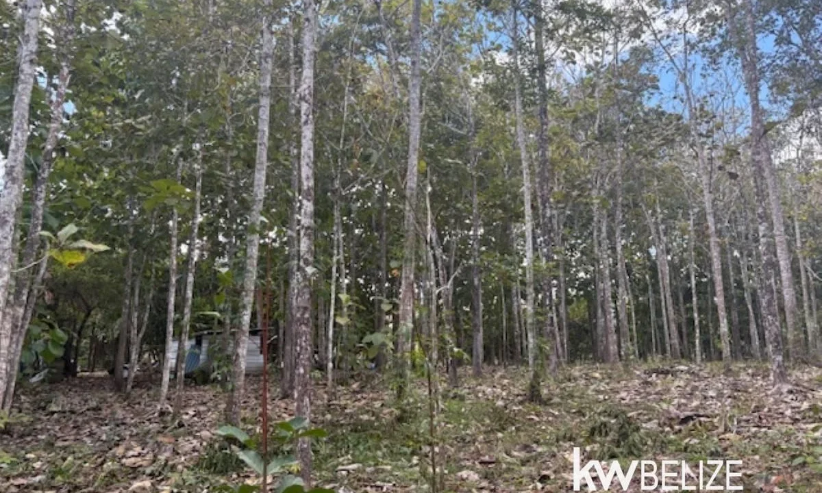 kellerwilliamsbelize-ll172602si-12