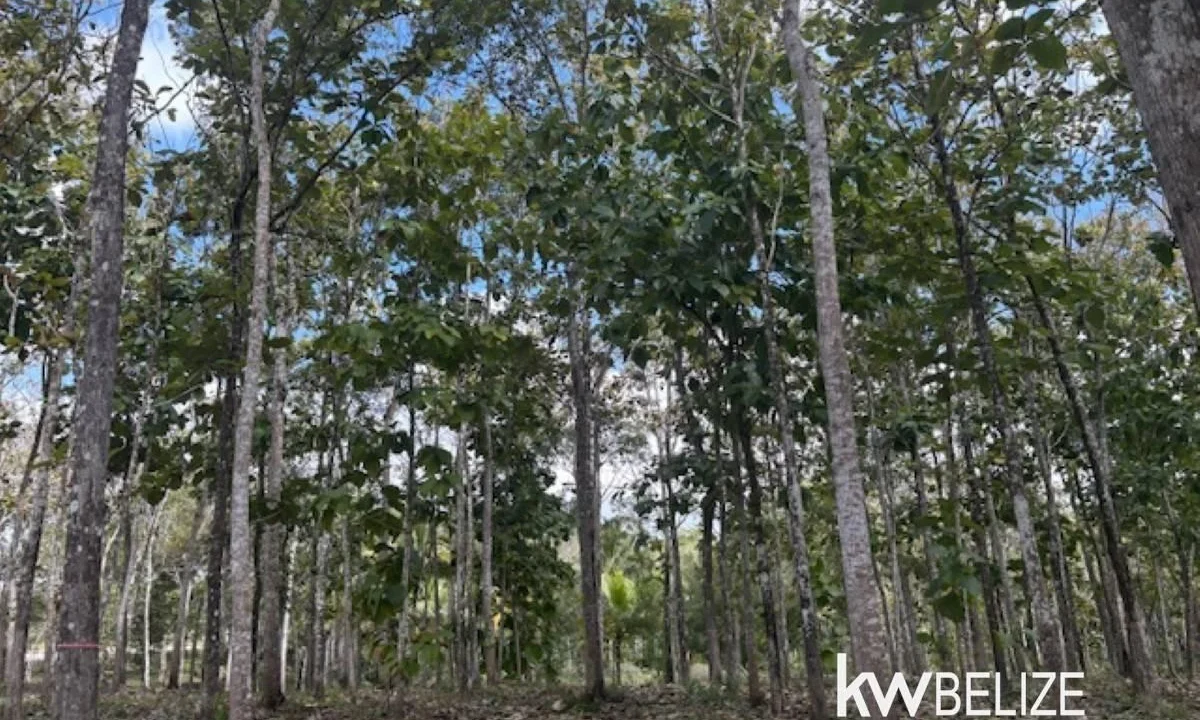 kellerwilliamsbelize-ll172602si-13