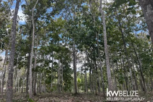 kellerwilliamsbelize-ll172602si-13