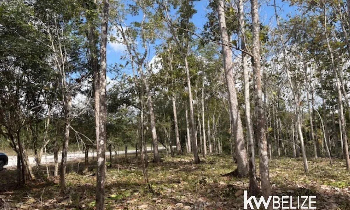 kellerwilliamsbelize-ll172602si-15