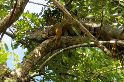 kellerwilliamsbelize-mlh042311pg-08
