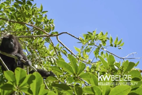 kellerwilliamsbelize-l152606dh-08