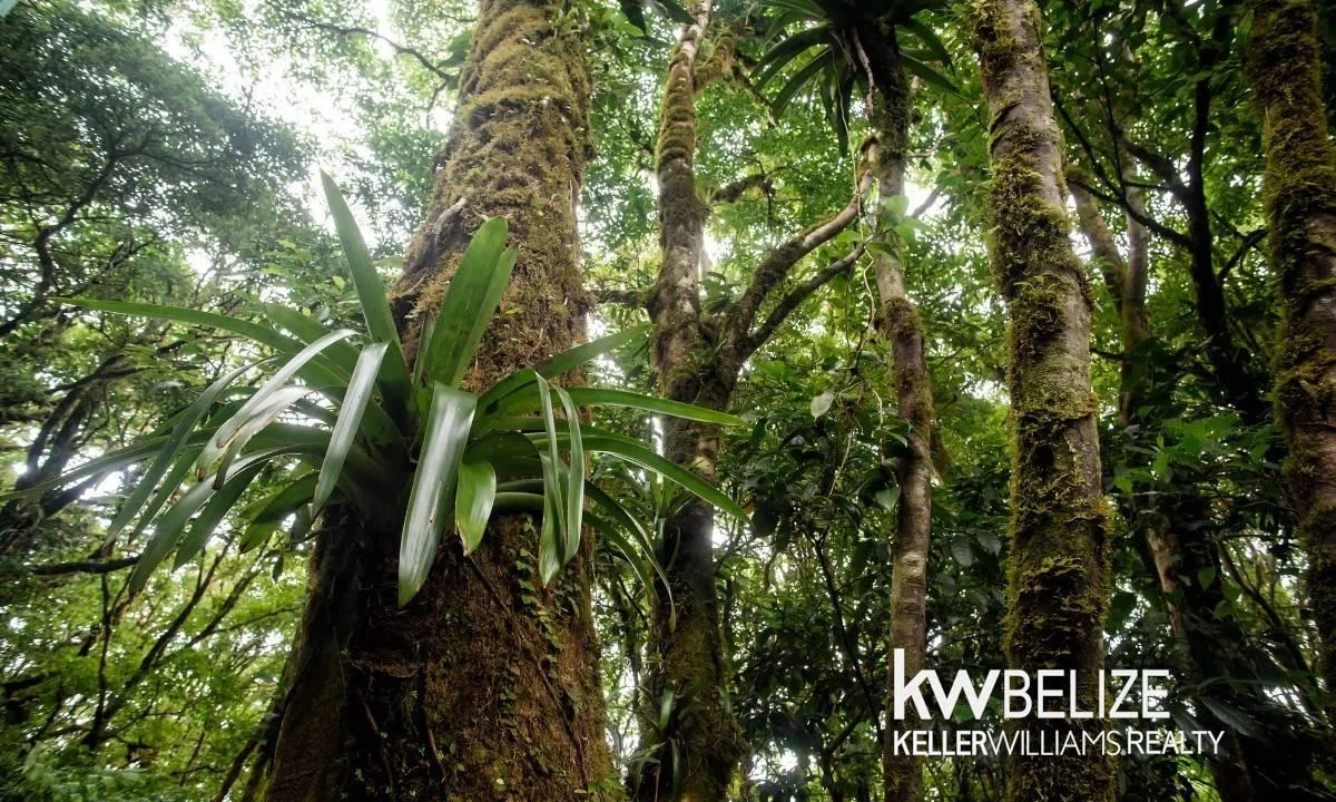 kellerwilliamsbelize-l152606dh-10