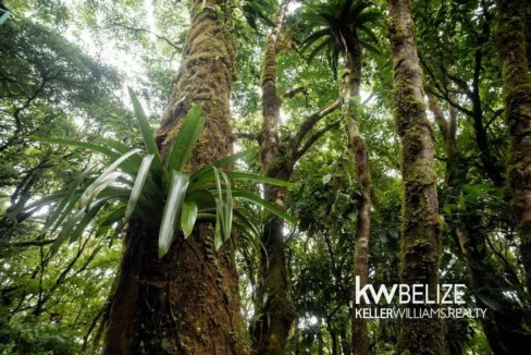 kellerwilliamsbelize-l152606dh-10